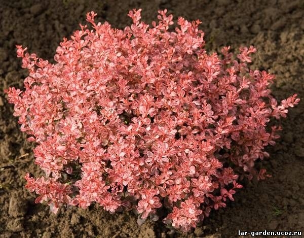 Барбарис Тунберга Инспирейшн~Berberis thunbergii Inspiration