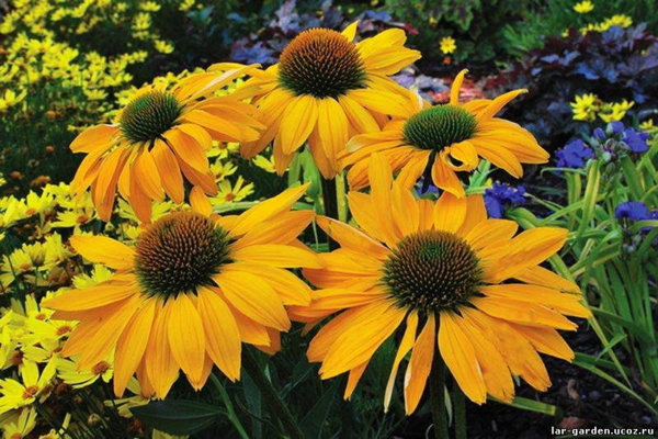 Echinacea Leilani — Эхинацея Лейлани