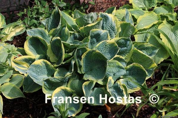 Hosta Pizzazz