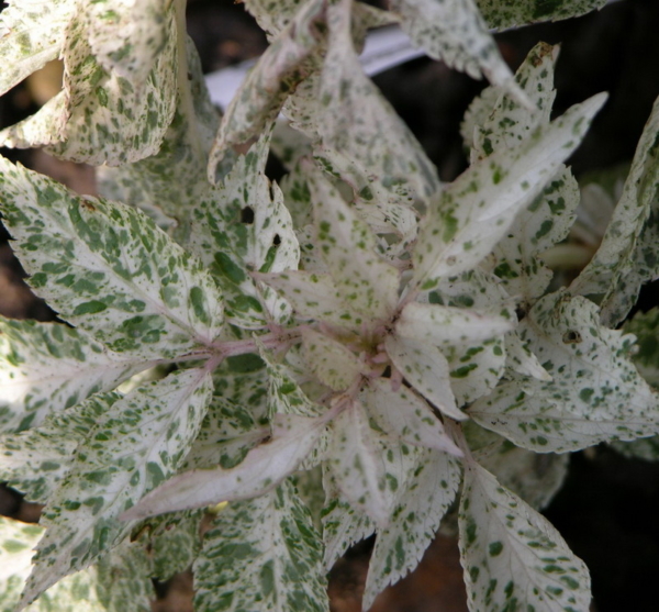 Sambucus nigra 'Pulverulenta'