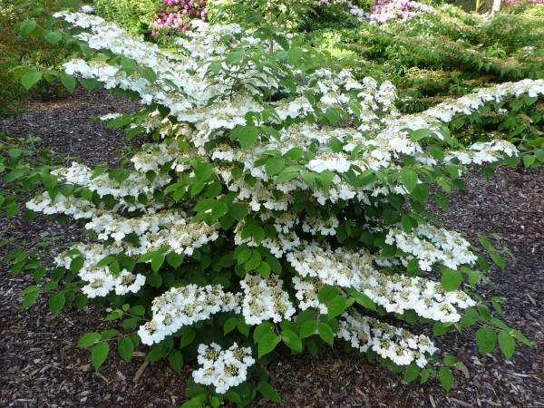 Viburnum plicatum 'Cascade'