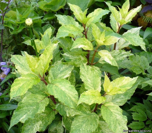 Гортензия метельчатая Шикоку Флэш ~Hydrangea paniculata Shikoku Flash