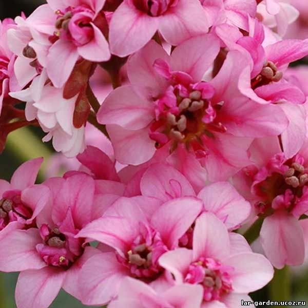 Бадан Сакура Дрегонфлай ~ Вergenia dragonfly sakura