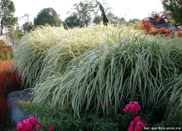 Мискантус китайский Вариегатус ~ Miscanthus sinensis Variegatus11