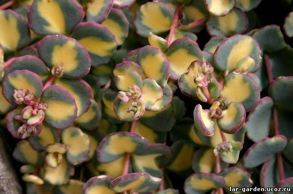 Очиток (Седум) Зибольда вариегатный ~ Sedum sieboldii f. variegatum1
