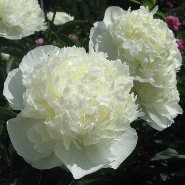 Пион молочноцветковый Duchesse de Nemours (Paeonia lactiflora)