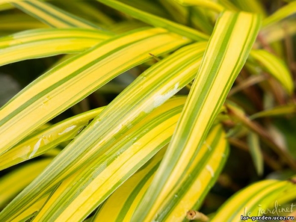 Хаконехлоа большая Aureola ~ Hakonechloa macra Aureola1