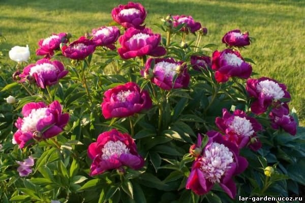 Paeonia White Cap