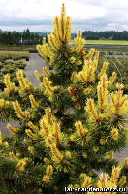 Сосны ~ Pinus