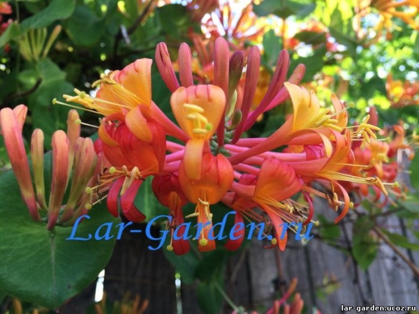 Жимолость Брауна Дропмор Скарлет -Lonicera x brownii Dropmore Scarlet