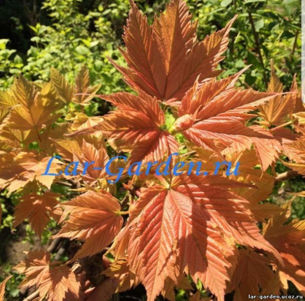 Клен ложноплатановый Бриллиантиссимум ~Acer pseudoplatanus Brilliantissimum